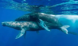 Fotografían por primera vez dos ballenas jorobadas apareándose: son machos