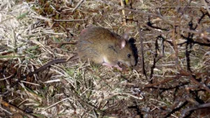 Bariloche: murió una mujer de hantavirus y aislaron a más de 20 personas