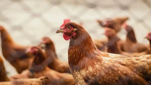 Alquiler de gallinas: solución creativa ante el alto costo de los huevos en Estados Unidos
