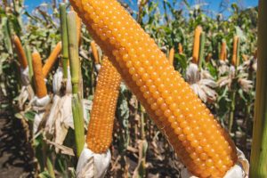 Con menor oferta en la Región Centro, se ajusta el balance de maíz en Argentina