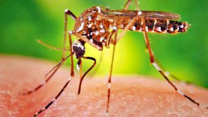 Cuáles son las razones detrás del descenso de los casos de dengue