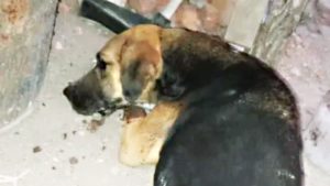 Detuvieron a un hombre acusado de violar a una perra