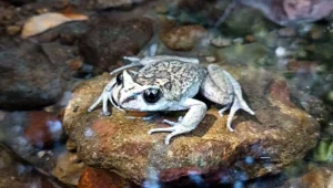 Rara especie de rana redescubierta en Chile después de 130 años