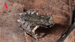 Descubren una nueva especie en China: tiene una cabeza triangular y ojos multicolores