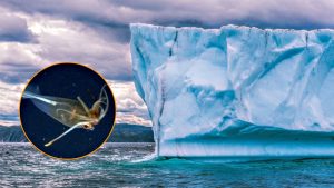 El desprendimiento de un iceberg permite a unos investigadores filmar por primera vez un animal que no se veía desde 1906