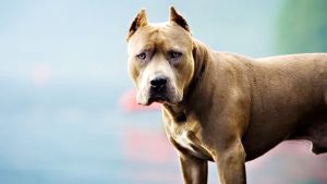 Mar del Plata: un pitbull mató a una beba de un año frente a su mamá y su abuelo