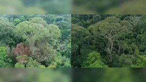 Científicos descubrieron un árbol en Panamá que utiliza los rayos eléctricos para vivir más años
