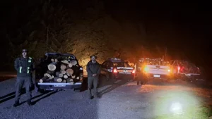 Los atraparon con el baúl lleno de "leña ilegal" de árboles milenarios