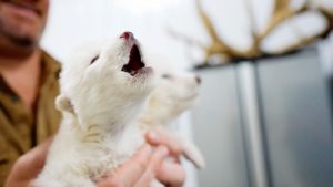 ¿Es posible un "Jurassic Park" tras la resurrección del lobo terrible?