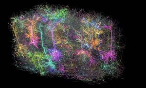 Crean el mapa más detallado del cableado cerebral en mamíferos: “Es el futuro de la neurociencia”