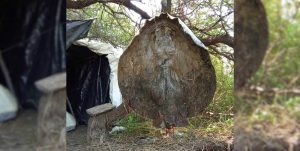 Coronda: capturaron otra vez una raya de más de 100 kilos