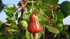 La frondosa planta que crece como árbol y tiene el fruto más rico y comestible