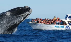 Finde XXL: destinos ideales para descansar, tomar conciencia y rendir homenaje a los animales