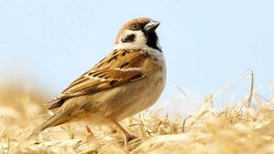 Fieles, madrugadores y capaces de reconocer a las personas: las sorprendentes habilidades de los gorriones