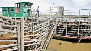 Qué Humedal ni Humedal: Nación, Entre Ríos y entidades ruralistas firmaron convenio para hacer tres puertos de entrada y salida de ganado en las islas