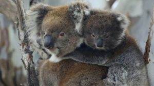 Indignante: Australia sacrificó a 750 koalas con francotiradores desde helicópteros tras un incendio
