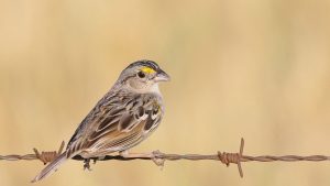 Curiosidades sobre el Cachilo o Chingolo de los Pajonales: el ave desconfiada que se confunde con otras al escapar