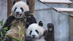 Por qué el panda no come carne: las moléculas del bambú iluminan el origen de su dieta vegetal