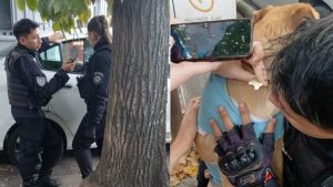 Otra vez la misma historia: agentes policiales rescataron a una perra que estuvo encerrada varias horas en un auto