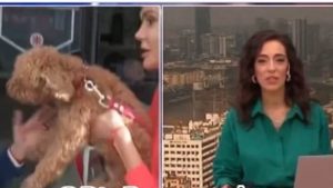 Insólita situación en un móvil de TN: una periodista fue atacada por su propio perro mientras trabajaba