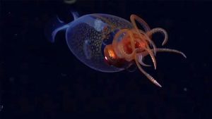 Tras 100 años de espera, avistan una de las criaturas más enigmáticas