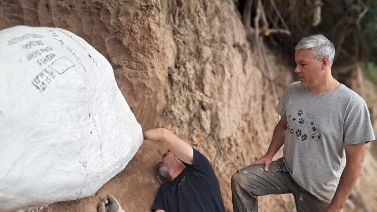 Un gigante de 7 toneladas a orillas del río Pavón: encontraron restos de un mastodonte en Fighiera