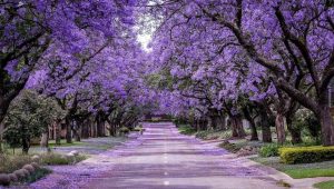 El árbol más hermoso del mundo es nativo de América Latina: ¿Cuál es?
