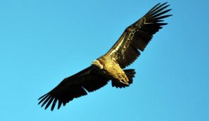 El buitre de Rüppell, el ave que vuela más alto del mundo y está en peligro de extinción