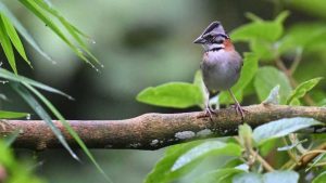 Científicos revivieron un canto de chingolo con inteligencia artificial: ¿una esperanza para las aves en vías de extinción?
