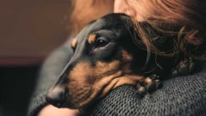 Cómo se despiden los perros antes de morir: las tres señales que indican que nos están diciendo adiós