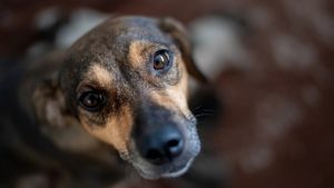 Día Mundial del Perro Sin Raza: claves para evitar el abandono de mascotas