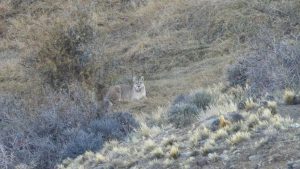 El sorprendente viaje de Koi, la puma que recorrió cientos de kilómetros en la Patagonia hacia el mar y volvió a la montaña