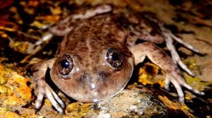 Un argentino ganó el “Óscar verde” por su labor en la preservación de una de las ranas más amenazadas del país