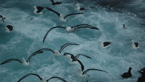 Día Mundial del Albatros: voluntarios se unen a científicos por la conservación de las "centinelas del océano"