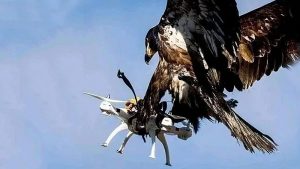 Drones con el "instinto" de vuelo de los pájaros