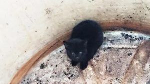 Rescataron a un gato montés