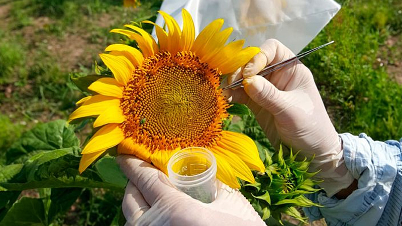Desde Conicet Rosario realizaron un descubrimiento para acelerar el mejoramiento genético de las semillas de girasol