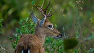 Recurren a la Inteligencia Artificial para preservar la especie de dos tipos de venados en Argentina