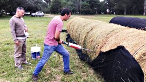 La semilla mágica argentina: el cultivo que puede generar US$ 250 millones al año