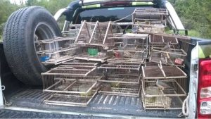 Una preocupante realidad afecta a Mendoza: la organización clandestina de peleas de aves
