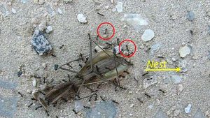 La logística de transporte de las hormigas, más impresionante aún