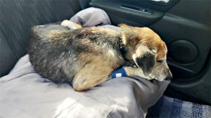 Aumenta el abandono de perros en Rosario