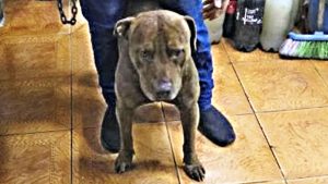 Empalme Graneros: un pitbull ataco un vecino