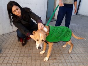 La Municipalidad sancionó con casi medio millón de pesos en alimentos a vecino por maltrato animal