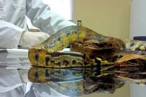 Rescatan en Mendoza dos serpientes exóticas traficadas ilegalmente desde Chile