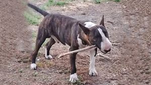 San Lorenzo: acusan a una mujer de asesinar a cuchillazos al perro de su vecino en plena vereda