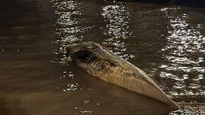 Apareció otra ballena sin vida en Buenos Aires