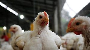 Se detectó un caso de gripe aviar en la localidad bonaerense de Lezama