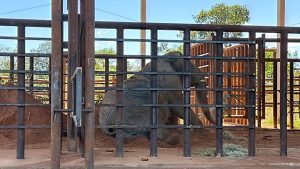 Kenya, la última elefanta en cautiverio de Argentina, inicia una nueva vida en libertad en Brasil