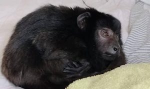 Murió el mono Coco: había sido rescatado de un placard en una fiesta electrónica